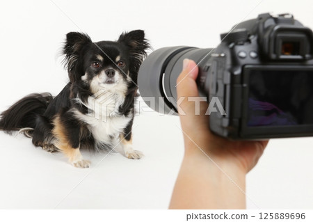 單鏡頭反光相機和小狗吉娃娃 125889696