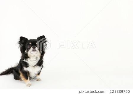 Chihuahua staring into space Copy space Chihuahua staring into space Copy space 125889790