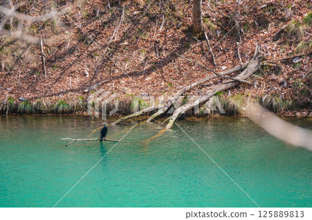 一隻處於繁殖期的鸕鶿站在水邊 [近江川] 125889813