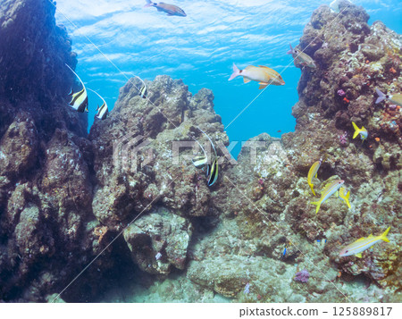 角鮫、鯰魚、紅鯰魚和其他魚類群。 Hirizohama Nakagi 南伊豆鎮 伊豆半島 靜岡縣 2024 角鮫、鯰魚、紅鯰魚和其他魚類群。 Hirizohama Nakagi 南伊豆鎮 伊豆半島 靜岡縣 2024 125889817