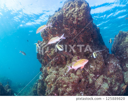 A school of Moorish idols, goatfish, red goatfish and others. Hirizohama Nakagi Minamiizu Town Izu Peninsula Shizuoka Prefecture 2024 125889820