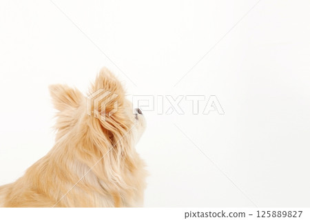 Copy space, small dog chihuahua 125889827