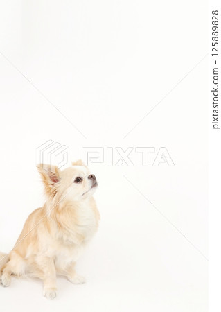 Copy space, small dog chihuahua Copy space, small dog chihuahua 125889828