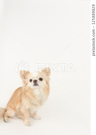 Copy space, small dog chihuahua Copy space, small dog chihuahua 125889829