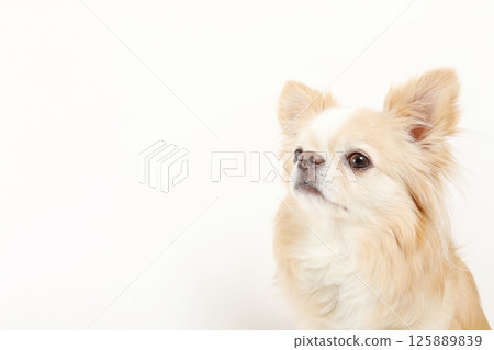 Copy space, small dog chihuahua 125889839