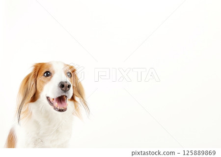 中型犬 Kooikerhondje 的簡單照片，帶有影印空間 125889869