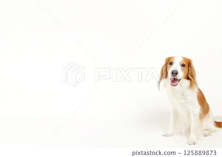 中型犬 Kooikerhondje 的簡單照片，帶有影印空間 125889873