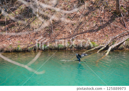 A cormorant in breeding plumage standing by the water [Omi River] 125889973
