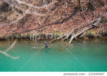 一隻處於繁殖期的鸕鶿站在水邊 [近江川] 125889987