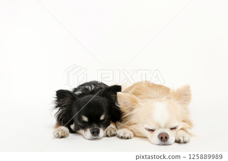A photo of a small dog, a Chihuahua, lying down 125889989