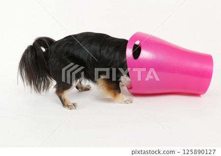A small dog, Chihuahua, peeks into a trash can and plays a prank 125890127
