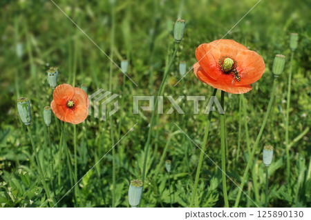 Spring April A hoverfly resting on an orange poppy flower 125890130
