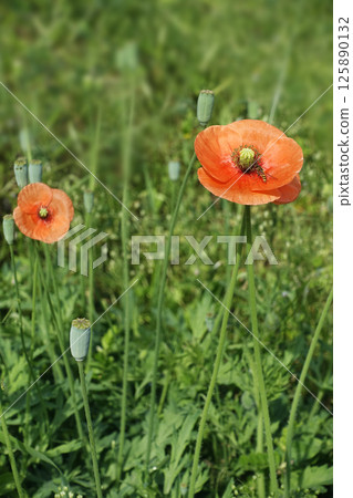 春季四月 一隻食蚜蠅停在一朵橘色罌粟花上 125890132