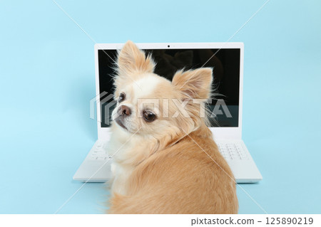 A dog that operates a computer 125890219