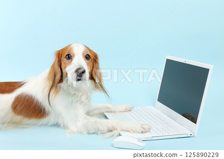 A dog that operates a computer A dog that operates a computer 125890229