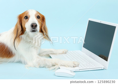 A dog that operates a computer 125890230