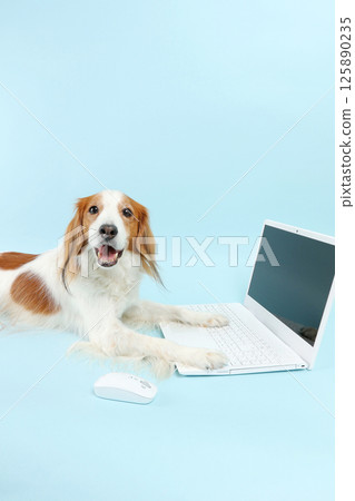 A dog that operates a computer A dog that operates a computer 125890235