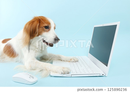 A dog that operates a computer 125890236