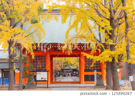 [Japan] The vermilion gate and yellow-colored ginkgo trees of Katsushika Hachiman Shrine in Ichikawa City, Chiba Prefecture 125890267