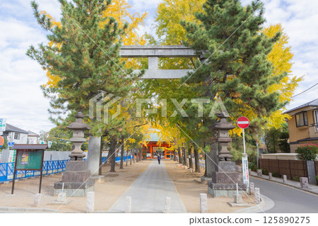 [Japan] Ginkgo trees with autumn foliage along the approach to Katsushika Hachiman Shrine in Ichikawa City, Chiba Prefecture, seen through the torii gates and lanterns 125890275