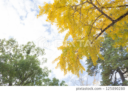 [Japan] Ginkgo trees with yellow and red leaves in the grounds of Katsushika Hachimangu Shrine in Ichikawa City, Chiba Prefecture 125890280