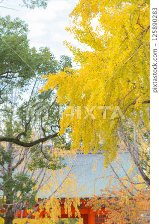 [Japan] Ginkgo trees with yellow and red leaves in the grounds of Katsushika Hachimangu Shrine in Ichikawa City, Chiba Prefecture 125890283