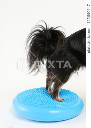 A cute Chihuahua trying to balance on a ball 125890347