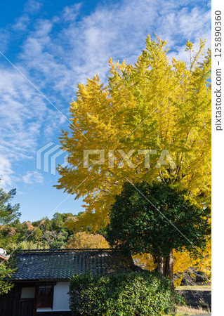Photographing the large yellow ginkgo tree at Make Shrine in Sonobe-cho, Nantan City, Kyoto Prefecture in late autumn Photographing the large yellow ginkgo tree at Make Shrine in Sonobe-cho, Nantan City, Kyoto Prefecture in late autumn 125890360