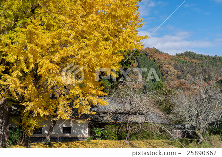 Photographing the large yellow ginkgo tree at Make Shrine in Sonobe-cho, Nantan City, Kyoto Prefecture in late autumn 125890362