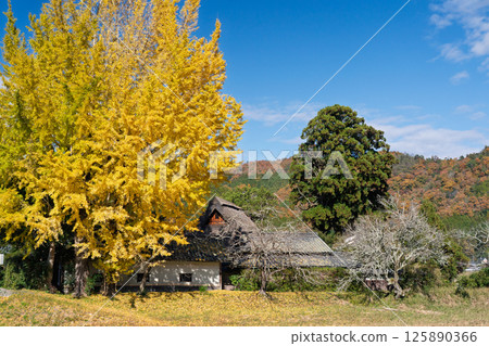 Photographing the large yellow ginkgo tree at Make Shrine in Sonobe-cho, Nantan City, Kyoto Prefecture in late autumn Photographing the large yellow ginkgo tree at Make Shrine in Sonobe-cho, Nantan City, Kyoto Prefecture in late autumn 125890366