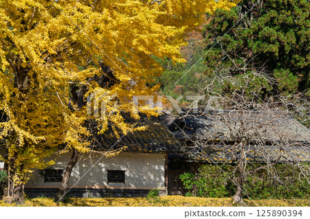 Photographing the large yellow ginkgo tree at Make Shrine in Sonobe-cho, Nantan City, Kyoto Prefecture in late autumn Photographing the large yellow ginkgo tree at Make Shrine in Sonobe-cho, Nantan City, Kyoto Prefecture in late autumn 125890394