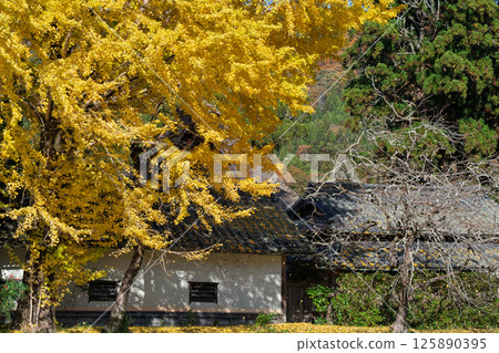 Photographing the large yellow ginkgo tree at Make Shrine in Sonobe-cho, Nantan City, Kyoto Prefecture in late autumn Photographing the large yellow ginkgo tree at Make Shrine in Sonobe-cho, Nantan City, Kyoto Prefecture in late autumn 125890395