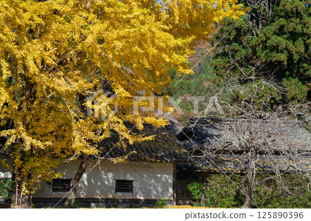 Photographing the large yellow ginkgo tree at Make Shrine in Sonobe-cho, Nantan City, Kyoto Prefecture in late autumn Photographing the large yellow ginkgo tree at Make Shrine in Sonobe-cho, Nantan City, Kyoto Prefecture in late autumn 125890396