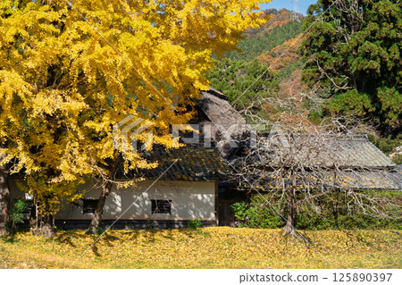 深秋時節,在京都府南丹市園部町的木葉神社拍攝黃色的大銀杏樹 深秋時節,在京都府南丹市園部町的木葉神社拍攝黃色的大銀杏樹 125890397