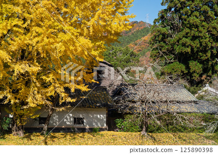 Photographing the large yellow ginkgo tree at Make Shrine in Sonobe-cho, Nantan City, Kyoto Prefecture in late autumn 125890398