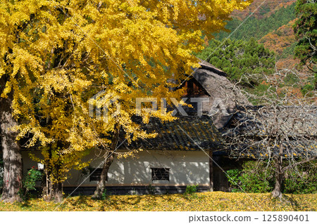 Photographing the large yellow ginkgo tree at Make Shrine in Sonobe-cho, Nantan City, Kyoto Prefecture in late autumn Photographing the large yellow ginkgo tree at Make Shrine in Sonobe-cho, Nantan City, Kyoto Prefecture in late autumn 125890401