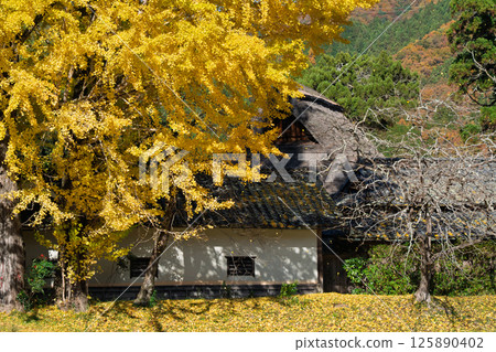 Photographing the large yellow ginkgo tree at Make Shrine in Sonobe-cho, Nantan City, Kyoto Prefecture in late autumn 125890402