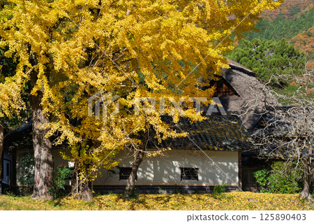 Photographing the large yellow ginkgo tree at Make Shrine in Sonobe-cho, Nantan City, Kyoto Prefecture in late autumn 125890403
