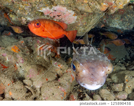 水下洞穴中的黃鰭鹮、南方斑點沙錢、日本河豚和其他魚類群。靜岡縣 伊豆半島 南伊豆町 廣座浜 中木 125890438