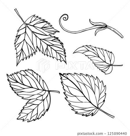 Hand drawn vector set of four leafs . Can be used on fabrics and paper products and other. Hand drawn vector set of four leafs . Can be used on fabrics and paper products and other. 125890440