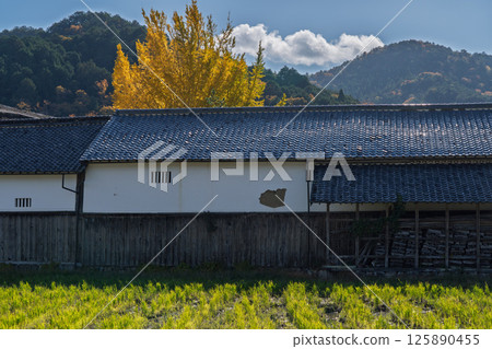 深秋時節，在京都府南丹市園部町的木葉神社拍攝黃色的大銀杏樹 125890455