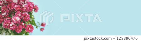 Pink Daisy flowers covered with snow in winter on gray blue background. Horizontal banner 125890476