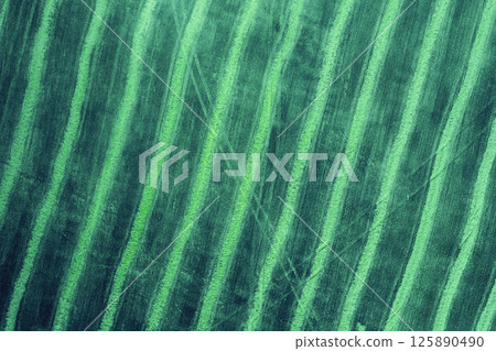 Top view of a striped harvested wheat field. Rural nature. Green color 125890490