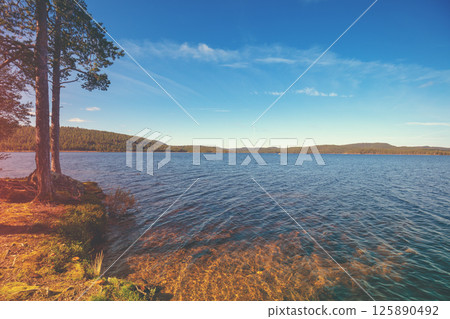 Pine trees on the lakeshore on a sunny day. Beautiful nature of Finland 125890492