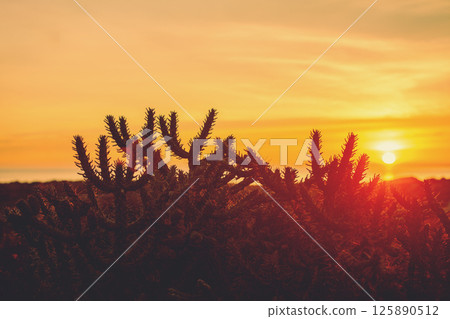 Silhouette of Succulent plants against a gradient sunset sky 125890512