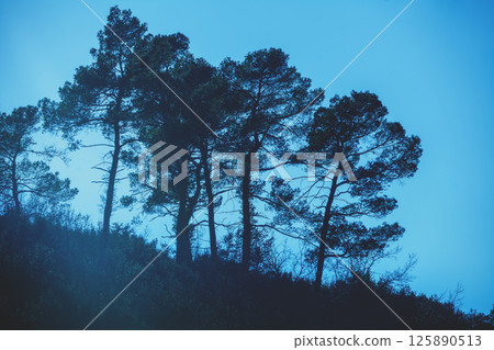 Silhouettes of pine trees against a cloudy sky. Natural picturesque landscape. Pine forest in the evening. Perspective view. View from below. 125890513