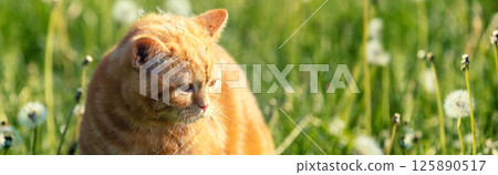 Cat on nature outdoors. Ginger kitten lying in the grass with dandelions on a sunny summer day. The cat with dandelion parachutes on the head. Horizontal banner 125890517