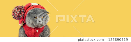 Portrait of a funny cat in a cap with a pompom and a jacket. The cat is sitting on a yellow blanket. Horizontal banner Portrait of a funny cat in a cap with a pompom and a jacket. The cat is sitting on a yellow blanket. Horizontal banner 125890519