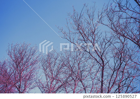 Silhouettes of bare trees against blue sky Silhouettes of bare trees against blue sky 125890527