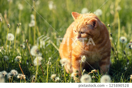 Cat on nature outdoors. Ginger kitten lying in the grass with dandelions on a sunny summer day. The cat with dandelion parachutes on the head 125890528
